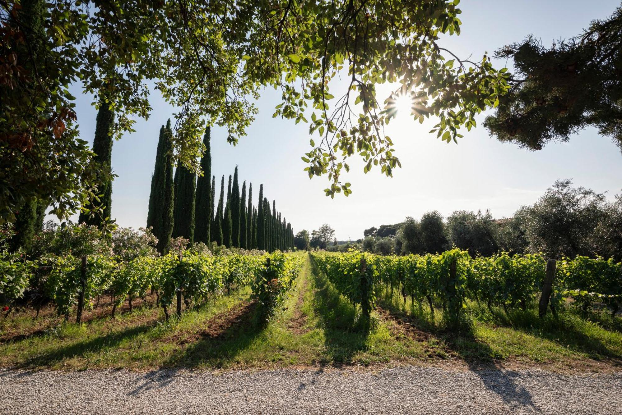 Agriturismo Tra Gli Ulivi, Chiappini Winery Болгери Екстериор снимка
