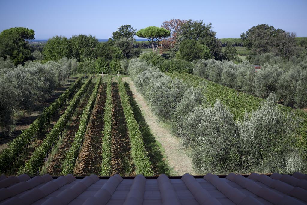 Agriturismo Tra Gli Ulivi, Chiappini Winery Болгери Екстериор снимка