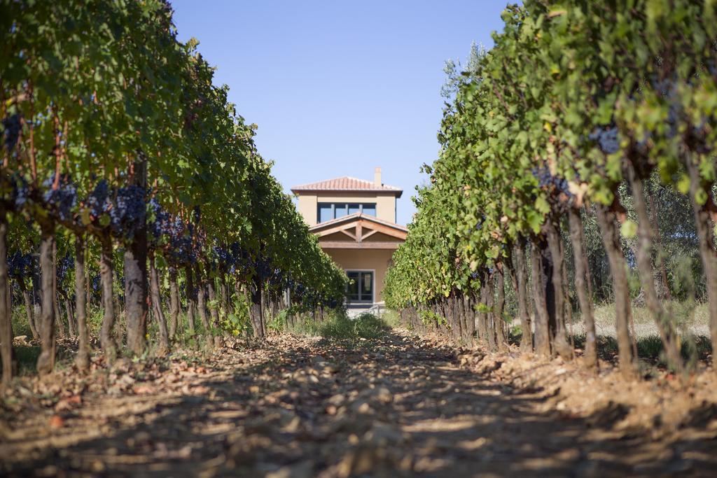 Agriturismo Tra Gli Ulivi, Chiappini Winery Болгери Екстериор снимка